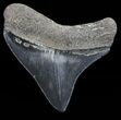 Serrated, Posterior Megalodon Tooth - Georgia #68079-2